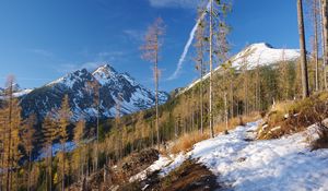 Preview wallpaper mountain, trees, pine trees, snow, landscape, nature