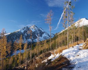 Preview wallpaper mountain, trees, pine trees, snow, landscape, nature