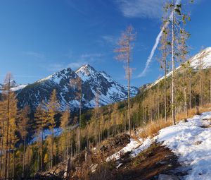 Preview wallpaper mountain, trees, pine trees, snow, landscape, nature