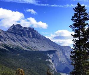 Preview wallpaper mountain, trees, pines, nature, landscape