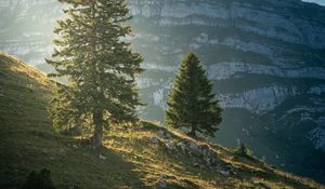 Preview wallpaper mountain, trees, slope, nature, landscape