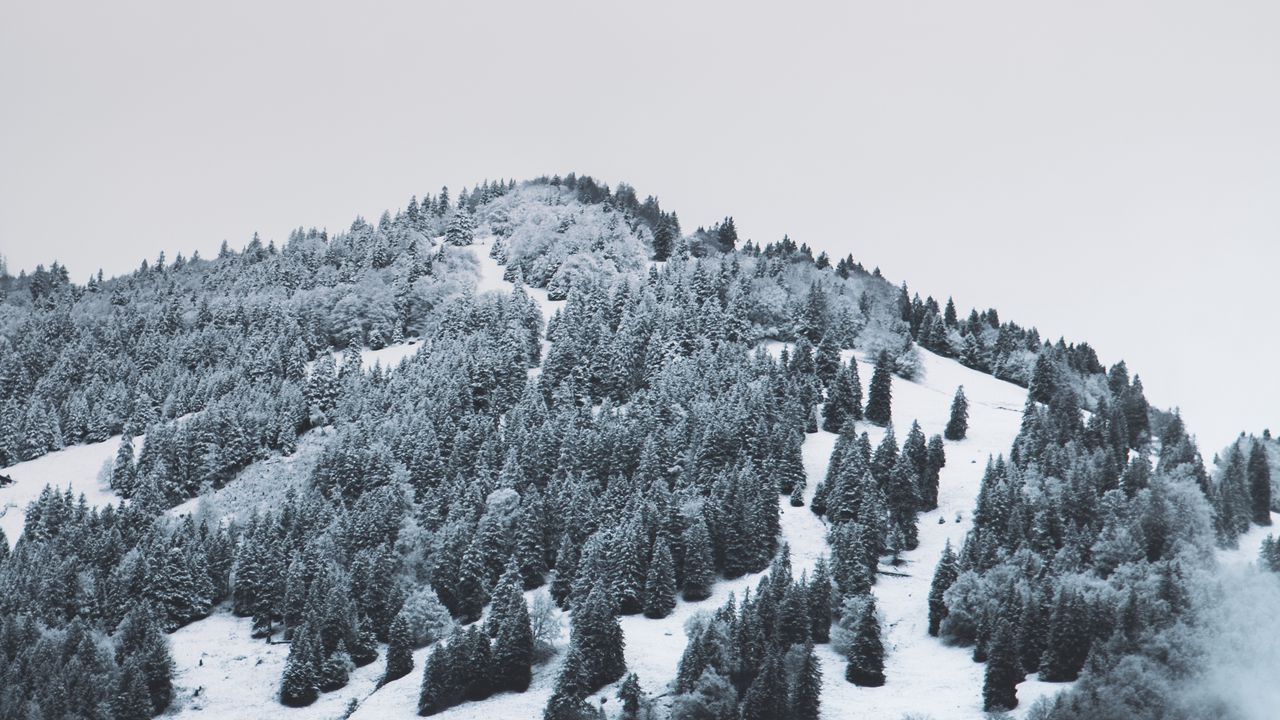 Wallpaper mountain, trees, snow, hill, fog