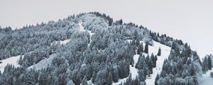 Preview wallpaper mountain, trees, snow, hill, fog