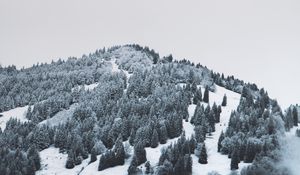 Preview wallpaper mountain, trees, snow, hill, fog