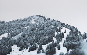 Preview wallpaper mountain, trees, snow, hill, fog