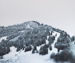 Preview wallpaper mountain, trees, snow, hill, fog