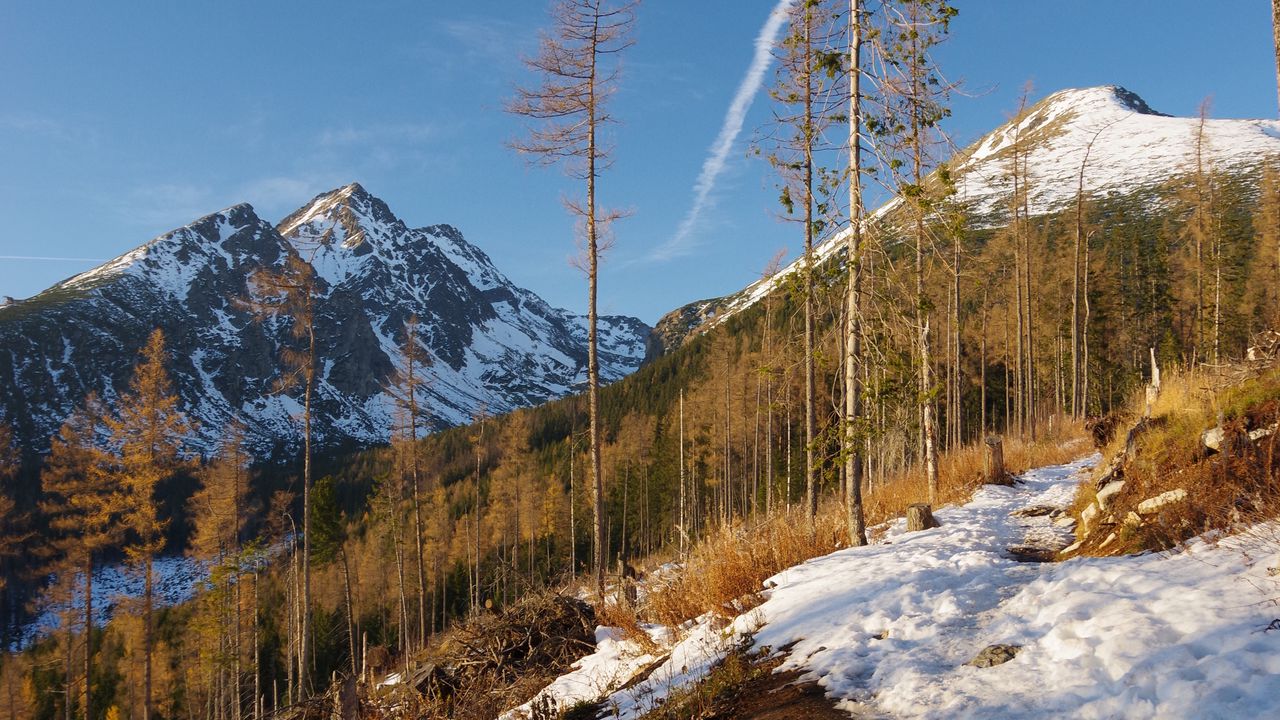 Wallpaper mountain, trees, snow, winter, nature