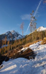 Preview wallpaper mountain, trees, snow, winter, nature