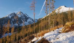 Preview wallpaper mountain, trees, snow, winter, nature