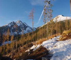 Preview wallpaper mountain, trees, snow, winter, nature