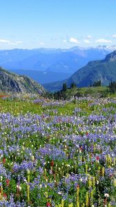 Preview wallpaper mountains, alpes, flowers, vegetation