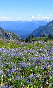 Preview wallpaper mountains, alpes, flowers, vegetation