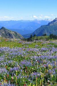 Preview wallpaper mountains, alpes, flowers, vegetation