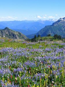 Preview wallpaper mountains, alpes, flowers, vegetation