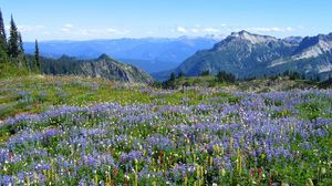 Preview wallpaper mountains, alpes, flowers, vegetation