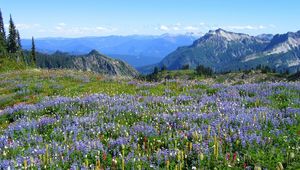 Preview wallpaper mountains, alpes, flowers, vegetation