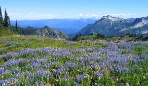 Preview wallpaper mountains, alpes, flowers, vegetation