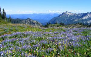 Preview wallpaper mountains, alpes, flowers, vegetation