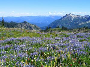 Preview wallpaper mountains, alpes, flowers, vegetation