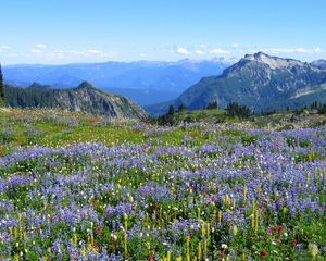 Preview wallpaper mountains, alpes, flowers, vegetation