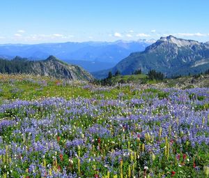 Preview wallpaper mountains, alpes, flowers, vegetation