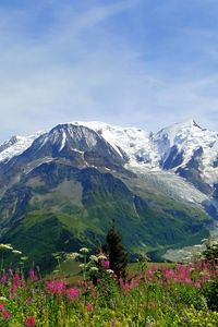 Preview wallpaper mountains, alps, flowers, tops, freshness, summer