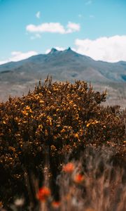 Preview wallpaper mountains, bush, flowers, plants, vegetation, nature