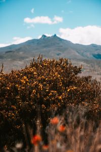 Preview wallpaper mountains, bush, flowers, plants, vegetation, nature