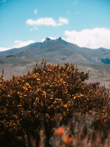 Preview wallpaper mountains, bush, flowers, plants, vegetation, nature