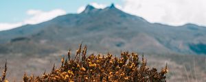 Preview wallpaper mountains, bush, flowers, plants, vegetation, nature