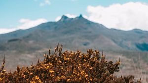 Preview wallpaper mountains, bush, flowers, plants, vegetation, nature