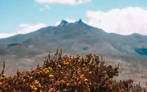 Preview wallpaper mountains, bush, flowers, plants, vegetation, nature