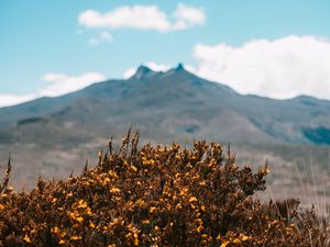 Preview wallpaper mountains, bush, flowers, plants, vegetation, nature