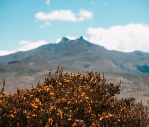 Preview wallpaper mountains, bush, flowers, plants, vegetation, nature