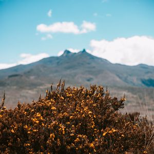 Preview wallpaper mountains, bush, flowers, plants, vegetation, nature