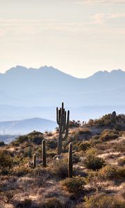 Preview wallpaper mountains, cacti, bushes, stones, landscape