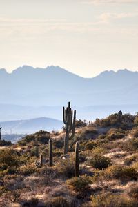 Preview wallpaper mountains, cacti, bushes, stones, landscape