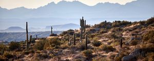 Preview wallpaper mountains, cacti, bushes, stones, landscape