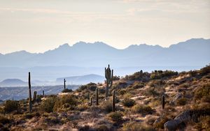 Preview wallpaper mountains, cacti, bushes, stones, landscape