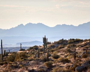 Preview wallpaper mountains, cacti, bushes, stones, landscape