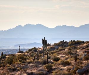 Preview wallpaper mountains, cacti, bushes, stones, landscape