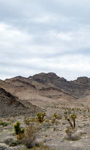 Preview wallpaper mountains, cacti, bushes, landscape
