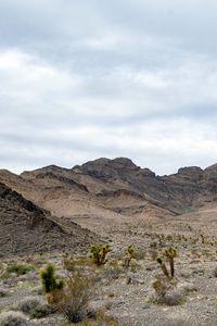 Preview wallpaper mountains, cacti, bushes, landscape