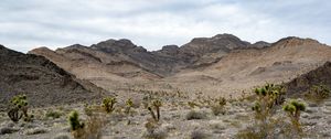 Preview wallpaper mountains, cacti, bushes, landscape