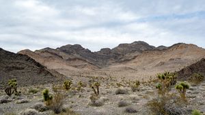Preview wallpaper mountains, cacti, bushes, landscape