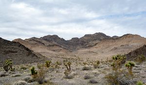 Preview wallpaper mountains, cacti, bushes, landscape