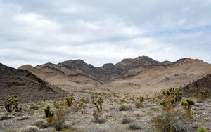 Preview wallpaper mountains, cacti, bushes, landscape