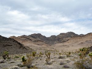 Preview wallpaper mountains, cacti, bushes, landscape