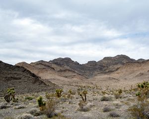 Preview wallpaper mountains, cacti, bushes, landscape