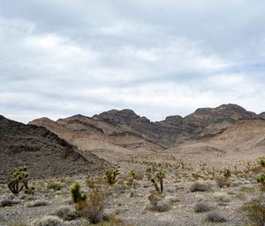 Preview wallpaper mountains, cacti, bushes, landscape